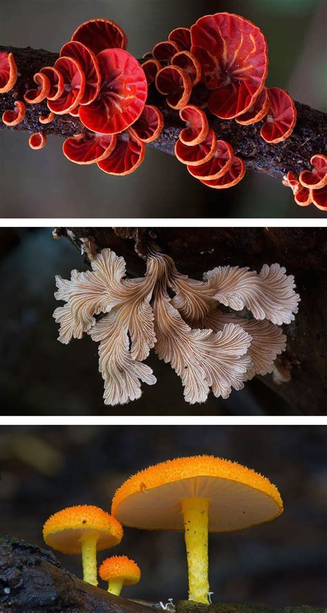 Photographer Continues To Capture The Visual Diversity Of Rare Fungi