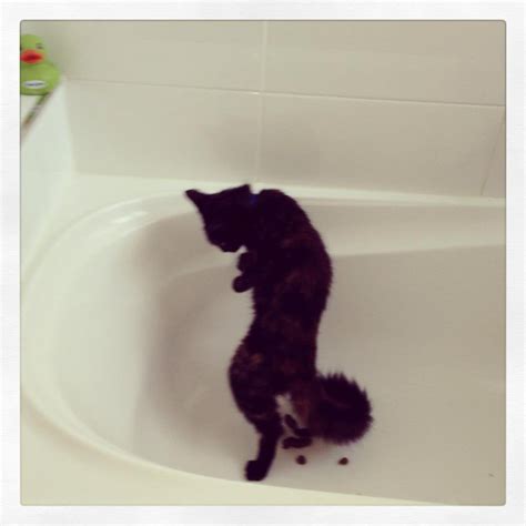 If your cat poops on the floor because her litter box is too dirty, then it is very clear what you should do next. My friends cat was pooping in the bathtub... standing up ...