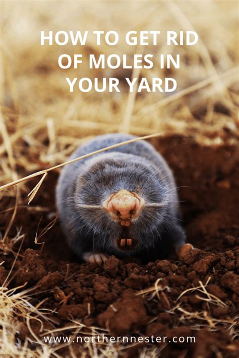 Mole Removal Yard Moles In Yard Lawn Damage Natural Face Cleanser