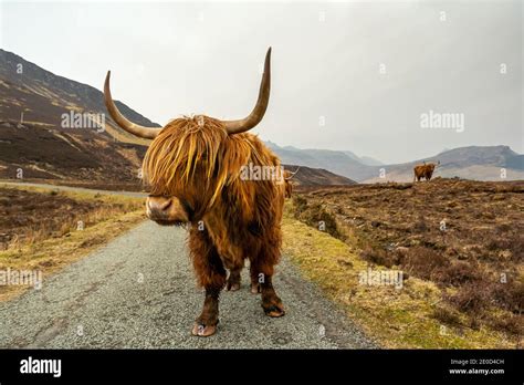 Highland Cattle On The Isle Of Skye Near Elgol Scotland Uk Stock