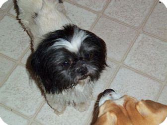 He is social, friendly and ready to be your new best friend. Houston, TX - Shih Tzu. Meet Louie a Dog for Adoption.