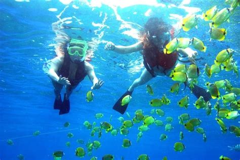 Guided Snorkel With Fish Tour At Wavebreak Island Gold Coast