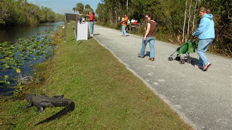 Everglades Park Expands Shark Valley Access Activities Miami Herald