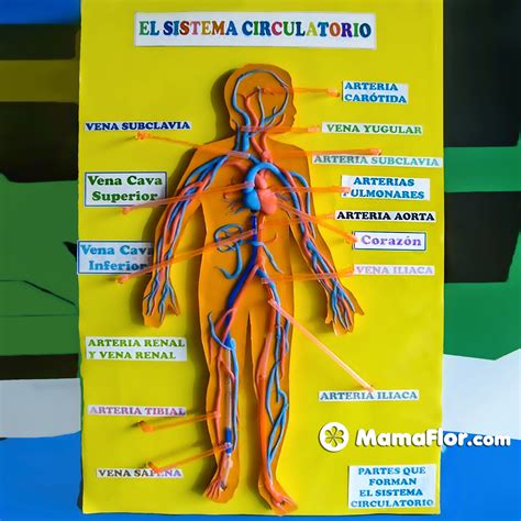 Las Venas Sistema Circulatorio Maqueta Sistema Circulatorio Maquetas