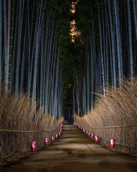 Arashiyama Bamboo Forest Visiter Tokyo Voyage Japon Japon