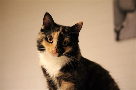 My 9 Month Old Manx Kitten Belle Rcats