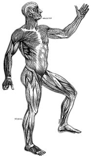Superficial Muscles Of The Body ClipArt ETC