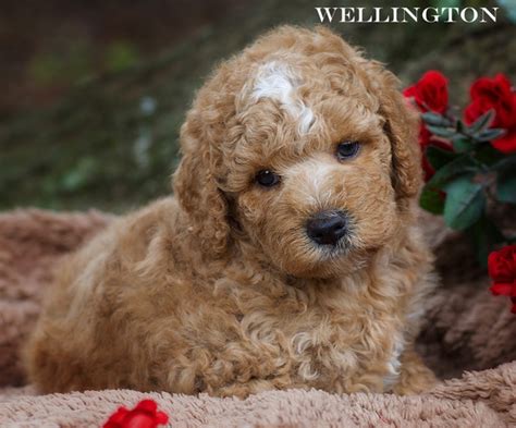 Browse and buy your labradoodle mini today! #1 Labradoodle Puppies for Sale Near Me | Labradoodle ...