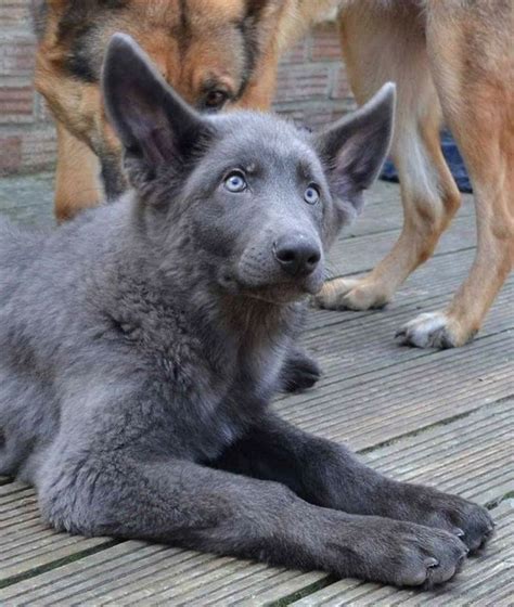 Blue German Shepherd 🐕🐶🐩 Blue German Shepherd German Shepherd Dogs