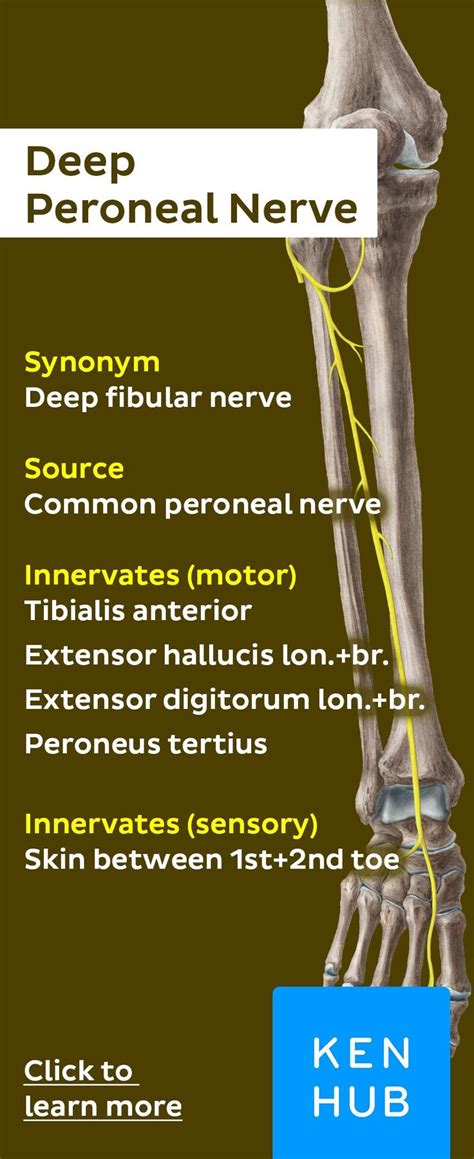 Deep Peroneal Nerve Nerve Anatomy Medical Anatomy Muscle Anatomy