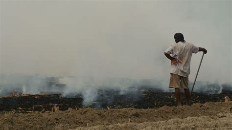 Indian farmers set fire to their fields Stock Footage,#set#farmers# ...