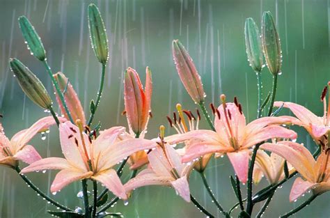 Lilies Rain Bing Wallpaper Download