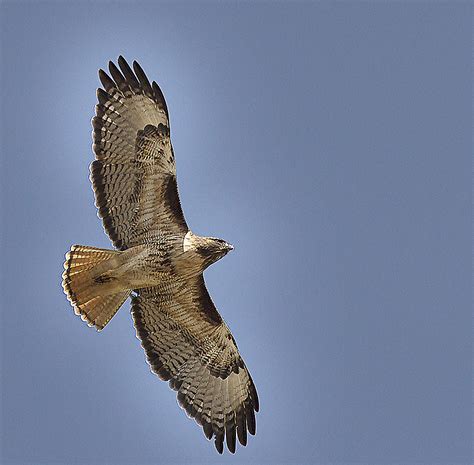 We did not find results for: Red Tailed Hawk | Pet Guardian Angels of America