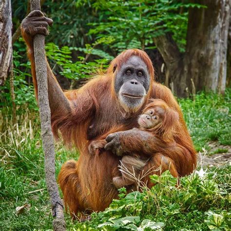 It is the reason why it is. Interesting Facts About Sumatran Orangutan That You Should ...