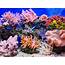 Colorful Coral Reefs  Wonders Of Wildlife