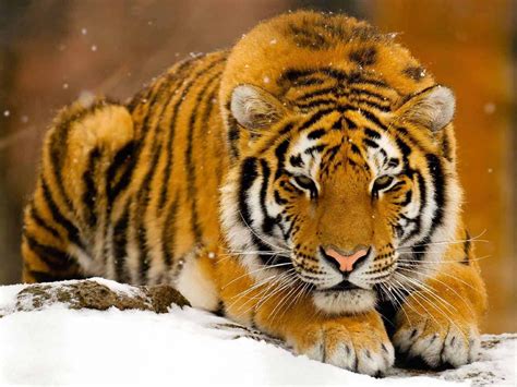 Siberian tiger siberian tigers are the largest of all tigers, as well as the largest of all the big cats. Best Desktop HD Wallpaper - Tiger HD wallpapers