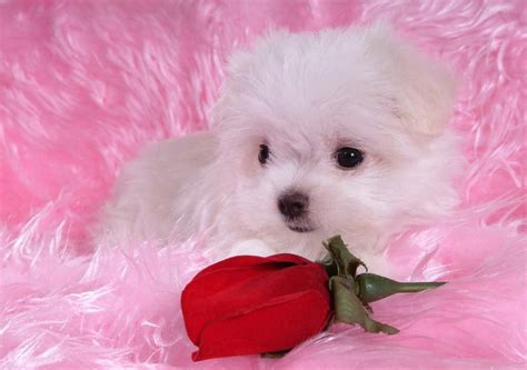 Cute Puppy Wallpapers For Phone Free For Commercial Use High Quality