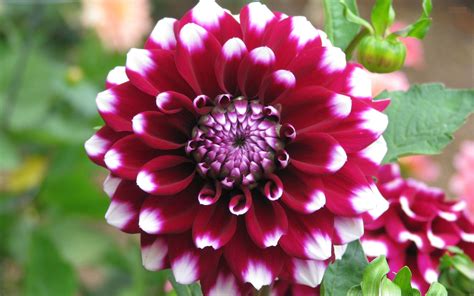 Dahlia Flower Images Hd Download 300 Best Dahlia Photos 100 Free