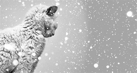 White Winter Cats Wallpapers Wallpaper Cave