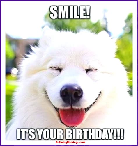 Funny Happy Birthday Memes With Cats Dogs And Funny Animals