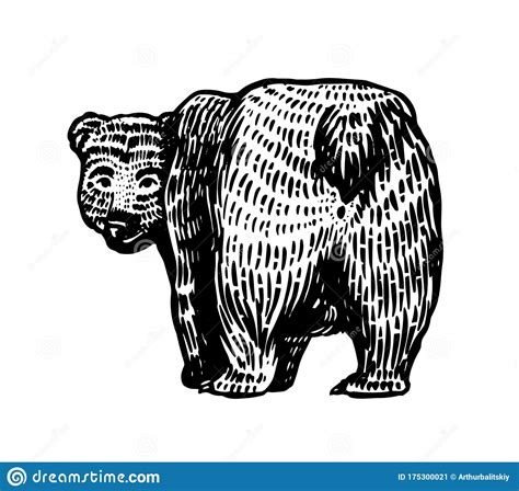 Https://techalive.net/draw/how To Draw A Bear From The Back