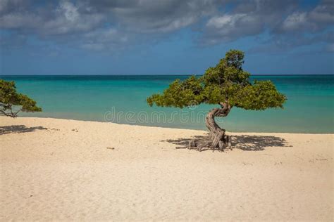 Divi Divi Trees On Eagle Beach In Aruba Stock Image Image Of Ocean