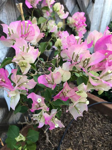 What Is Eating This Bougainvillea Flowers Apartment Gardening