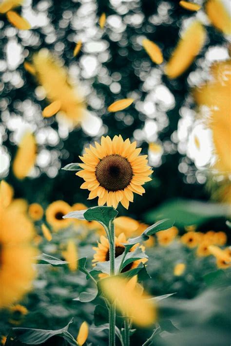 Aesthetic Photography Vintage Aesthetic Background Sunflowers Largest