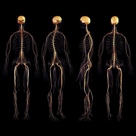 Central Nervous System How Your Posture Can Affect It
