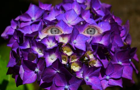 Agrobits 50pcs piante rare violet bellissimo arcobaleno albero di. Fiore Viola A Grappolo - The Black And White Patterns