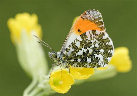 Butterfly Conservation Dorset Atlas Orange Tip