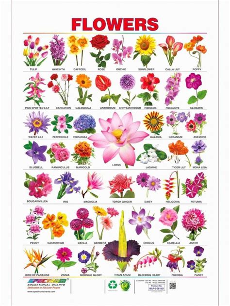 List Of All Flowers Best Of 23 Flower And Names List Pelfusion  Flowers Name List Flower