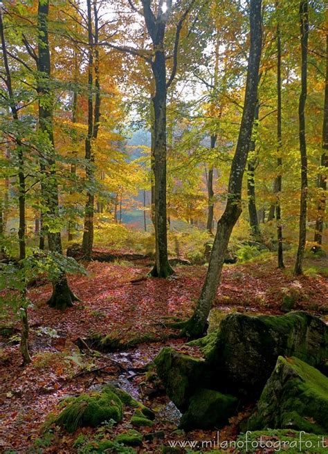 Autumn Forest In Backlight Near The Sanctuary Of Oropa Biella Italy
