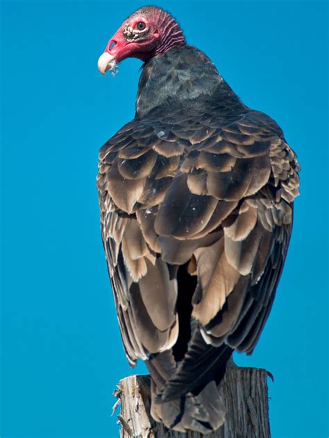 Different Types Of Vultures The Fascinating Avian Species Bird Eden