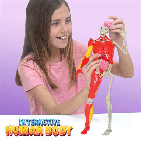 Buy Be Amazing Toys Interactive Human Body 60 Piece Fully Poseable Anatomy Figure 14” Tall