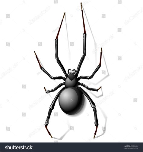 Black Widow Spider Vector Stock Vector 56649004 Shutterstock