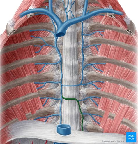 Intercostal Veins Anatomy Drainage Clinical Aspects Kenhub