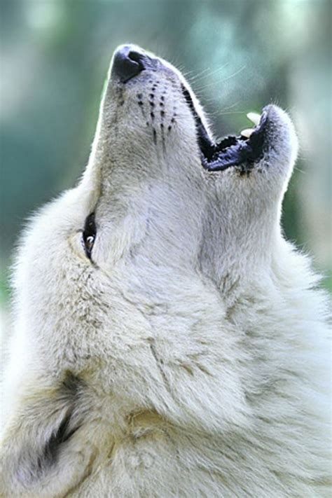 Arctic Wolf Beautiful Wolves Wolf Howling Animals