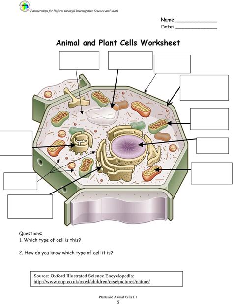 Animal cell color (page 1) animal cell worksheet colouring pages animal cells worksheet, cells worksheet, cell membrane. 30 Animal Cells Worksheet Answers | Education Template