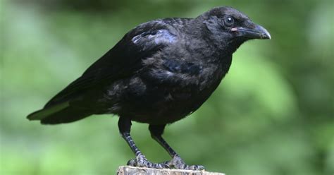 Bekijk welke landen en gebieden kleurcode groen, geel, oranje of rood hebben in het reisadvies. Vogels In De Tuin Herkennen: 27 Tuinvogels & Info ...