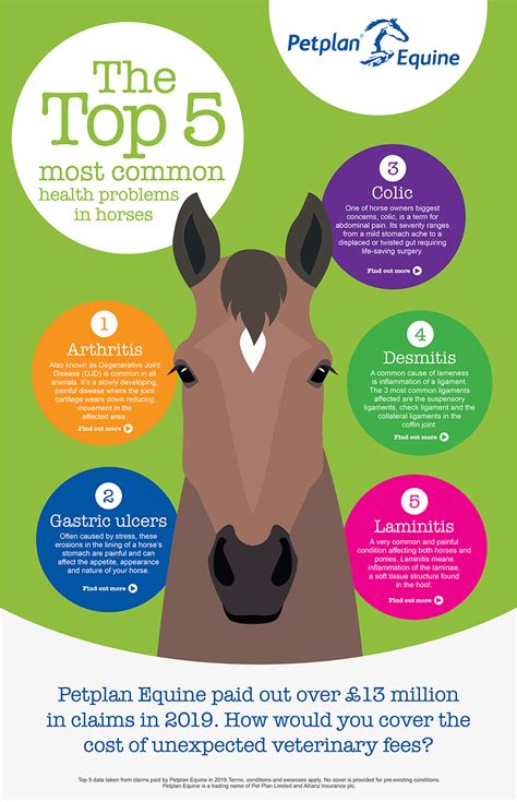 Expert Guide On Flushing A Horses Eye Horse Care Advisor