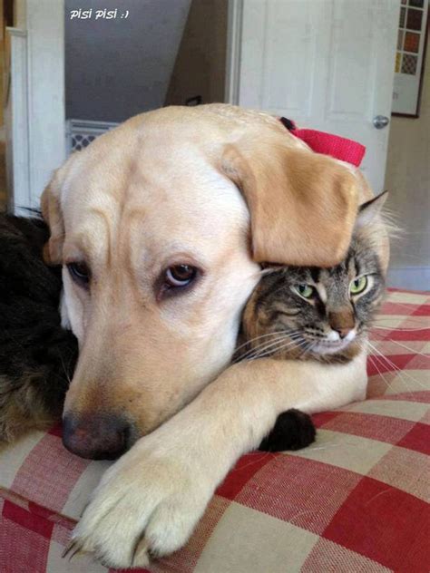 20 Beautiful Images Showing An Animals Unconditional Love