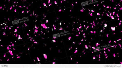 Falling Sakura Petals Cherry Blossoms 1 Alpha Stock Animation 1376107