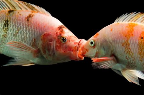 How Do Fish Mate The Intricacies Of Reproductive Behavior