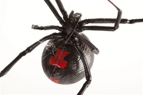 Black Widow Spider Eyes
