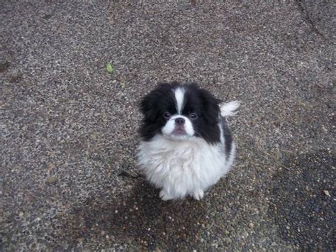 Japanese Chin Puppies For Christmas For Sale Adoption From Seattle