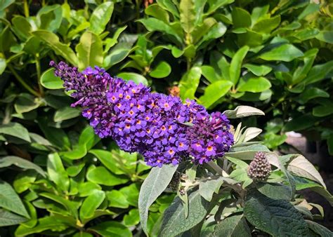 Butterfly Bush Pugster Blue Tree Top Nursery And Landscape Inc