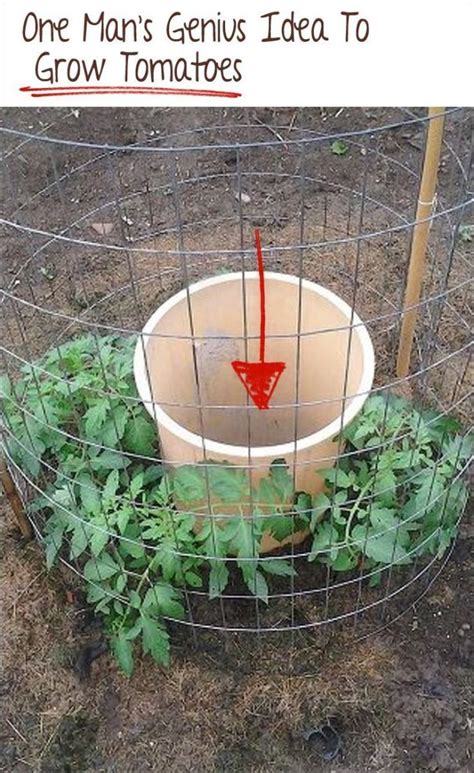 40 Simple But Beautiful Bucket Gardening Ideas Carenthusias Growing