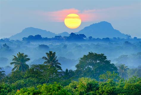 Nature Landscape Mist Sunset Mountain Blue Forest Palm Trees