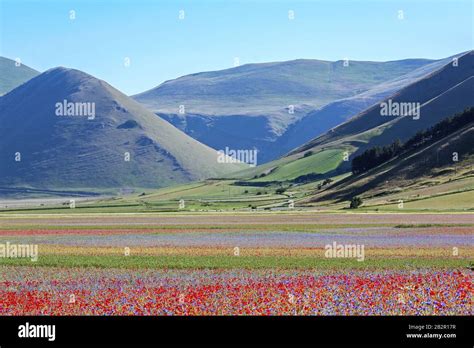 Castelluccio In A Blooming Field Of Poppies Umbria Italy Stock Photo